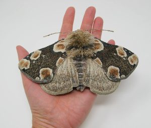 Large Peach Blossom Moth