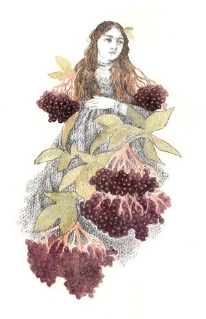 Elderberry