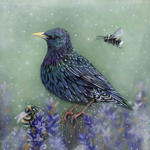 Branwen’s Starling